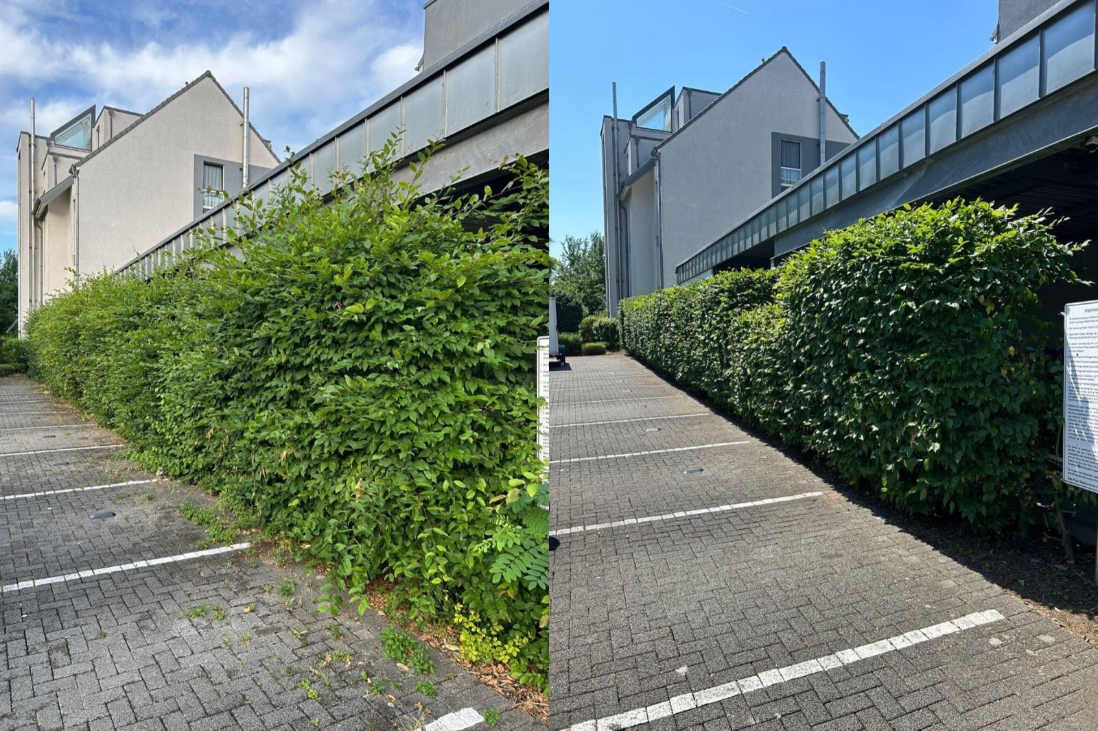 Hecke schneiden: Wann ist es erlaubt und was ist verboten?