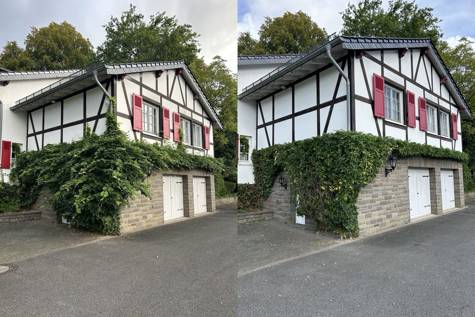 Fachwerkhaus mit wild gewachsenen Kletterpflanzen vor dem Rückschnitt